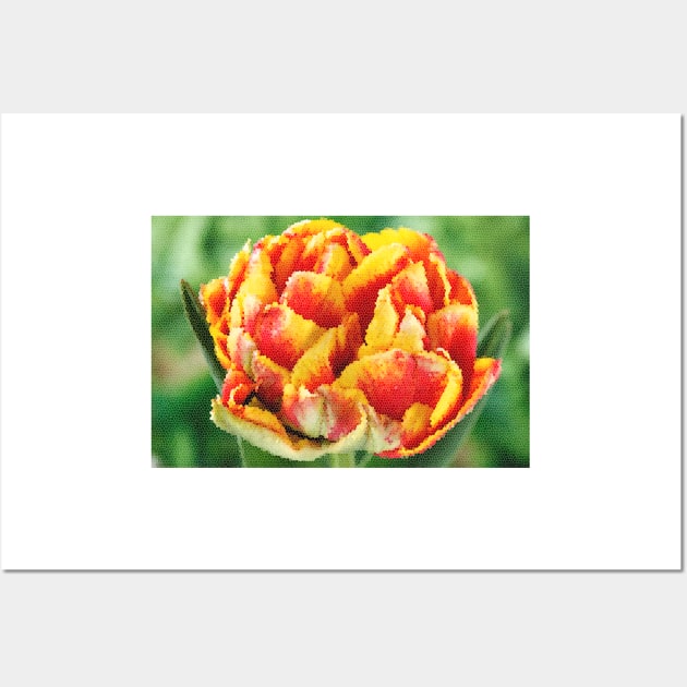 Tulipa  &#39;Cilesta&#39;    Double Early Group  Tulip   Artistic filter applied to photo Wall Art by chrisburrows